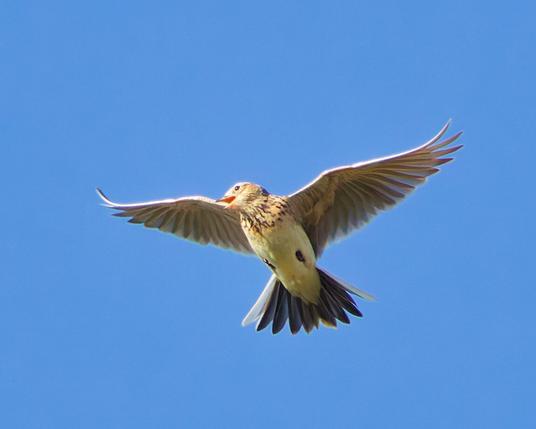 A skylark sings in flight, wings spread
Looks sideways