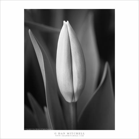 Tulip photo