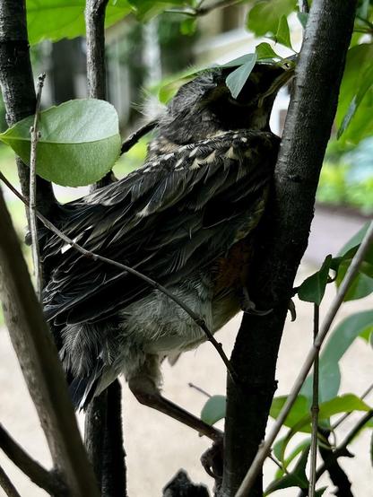 Fledgling robin on branches