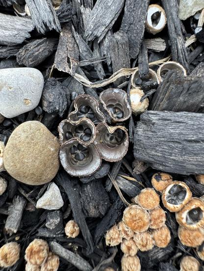 Several birds nest fungi (genus Cyathus) growing in some black mulch next to some pebbles.