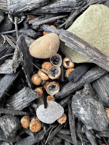 Several birds nest fungi (genus Cyathus) growing in some black mulch next to some pebbles.