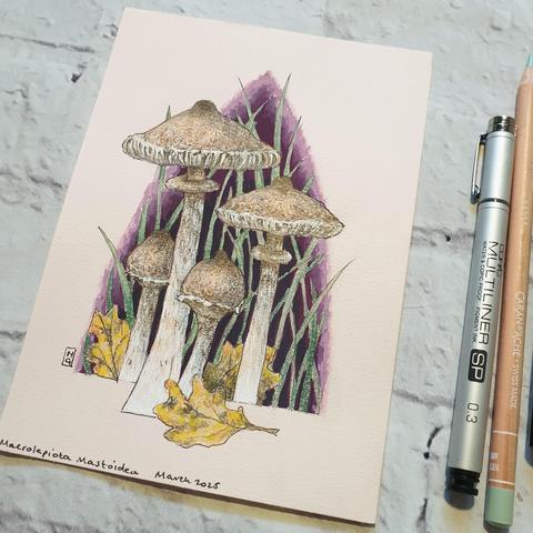 A small drawing of Macrolepiota Mastoidea Mushrooms also known as Slender Parasols. The Mushroom is tall and slender with a pale brown cap with a darker brown area near the crown that breaks into scales.
They are fairly common in Britain and Ireland and they also occur across most of Europe. It is edible and tasty but bears a resemblance to some toxic mushrooms!
An original art work
Colour pencil and mixed media on acid free toned artist paper
5 by 7 inches (12.7 by 17.8 cm).
Sold unframed