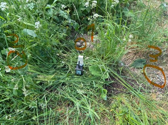 Nest einer Silbermöwe, Temperaturfühler im Nest, in der Vegation daneben und auf dem nackten Boden