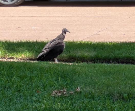 A black vulture standing on green grass next to a street. It is looking back over its right shoulder at the camera.