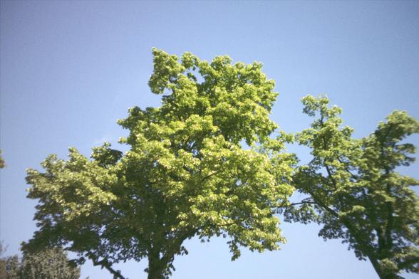 Zwei Bäume mit grünen Blättern und blauem himmel
