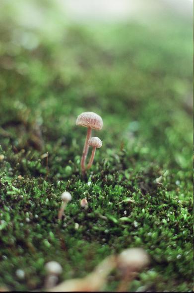 color film photo of a pair of tiny, light brown mushrooms growing from a dense carpet of short, green moss; they have narrow stipes each leading to a round cap that curves slightly inward around the edge; looking closely at the cap, one can see that it's covered in tiny white granules and seems to be ever so slightly pleated, creating the appearance of dark stripes running towards the edge where the gills are presumably attached inside; in the foreground, the blurred outlines of several even smaller specimens are visible
