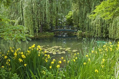 Yellow small flowers and behind them a small pond with water lilies. Behind them tall trees. They hang in the water. I see a bridge across the water.