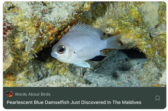 pale blue marine damselfish