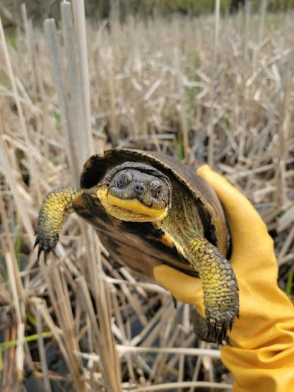 Azure Generated Description:
a turtle in a cage (39.46% confidence)
---------------
Azure Generated Tags:
outdoor (99.21% confidence)
reptile (97.75% confidence)
turtle (96.65% confidence)
grass (92.02% confidence)
tortoise (89.21% confidence)
plant (84.61% confidence)
yellow (84.50% confidence)
person (71.41% confidence)
holding (70.14% confidence)
standing (59.69% confidence)
