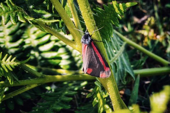 A cinnabar moth with black and red wings rests on a bright green fern stem. The moth is positioned vertically, with its head pointing upwards and its wings folded back. The background consists of blurred green foliage.