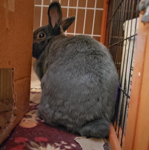 Small grey rabbit stopped in the act of hopping behind her cardboard box, looking over her shoulder at the camera.