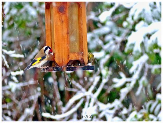 Les oiseaux du jardin à La Seyne-sur-Mer les 26 et 27 février 2018 ont apprécié les graines de tournesol de la mangeoire.