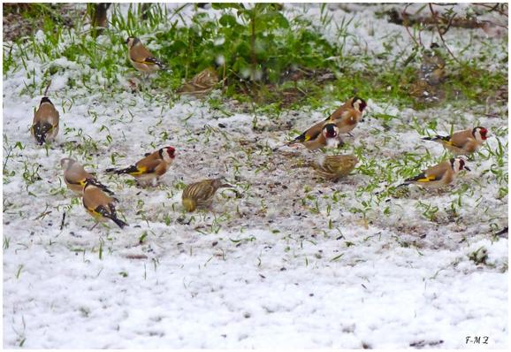 Les oiseaux du jardin à La Seyne-sur-Mer les 26 et 27 février 2018 ont apprécié les graines de tournesol de la mangeoire.
