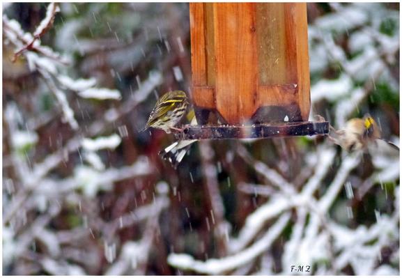 Les oiseaux du jardin à La Seyne-sur-Mer les 26 et 27 février 2018 ont apprécié les graines de tournesol de la mangeoire.