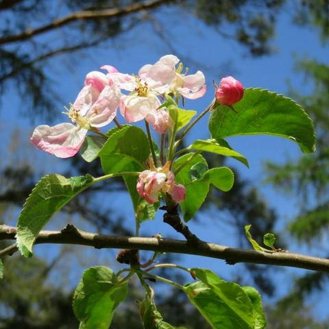 Mehrere zarte Blüten mit weißen und rosa Blütenblättern wachsen an einem dünnen Zweig. Umgeben sind sie von mittelgrünen, gezackten Blättern. Eine geschlossene, rosafarbene Knospe ist ebenfalls sichtbar. Der Hintergrund zeigt einen blauen Himmel mit unscharfen Baumkronen.