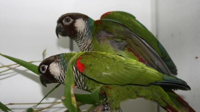 Sinu Parakeets are on a knife-edge of survival in #Colombia 🇨🇴 ravaged by #PalmOil #Soy and #Meat  #Deforestation, they may now be lost 💔🙈 Help them and others survive before we never see them again. #BoycottPalmOil 🌴⛔️ #Boycott4Wildlife @palmoildetect https://palmoildetectives.com/2021/03/09/sinu-parakeet-pyrrhura-subandina/?utm_source=mastodon&utm_medium=Palm+Oil+Detectives&utm_campaign=publer