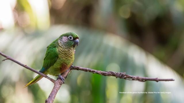 Sinu Parakeets are on a knife-edge of survival in #Colombia 🇨🇴 ravaged by #PalmOil #Soy and #Meat  #Deforestation, they may now be lost 💔🙈 Help them and others survive before we never see them again. #BoycottPalmOil 🌴⛔️ #Boycott4Wildlife @palmoildetect https://palmoildetectives.com/2021/03/09/sinu-parakeet-pyrrhura-subandina/?utm_source=mastodon&utm_medium=Palm+Oil+Detectives&utm_campaign=publer