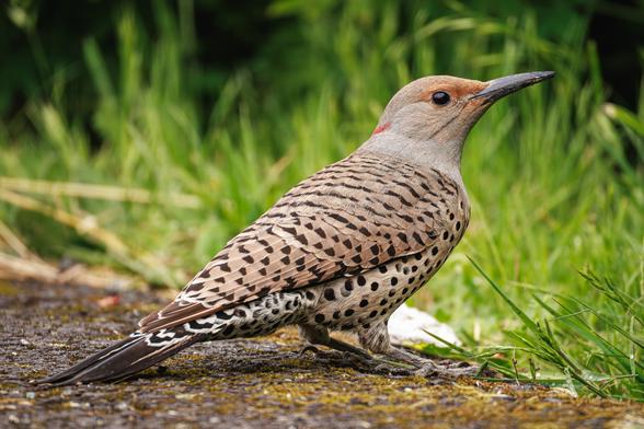 A photo of a female northern flicker (Colaptes auratus), a large, sleek, taupe-colored woodpecker with a gray head and a long black beak, black barring across its back and wings, black polka dots all over its belly, and a small red patch on the back of its head. It is sitting on a paved area next to dirt and grass facing to the right of frame with greenery in the background behind it. It is an intermediate or hybrid, meaning a cross between the red-shafted and yellow-shafted color groups.