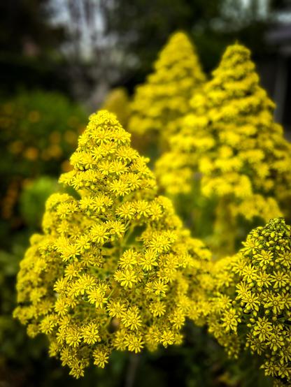 The image features a close-up view of vibrant yellow flowers, likely Aconitum, with a dense cluster of small, star-shaped blooms. The flowers are arranged in a conical shape, with the petals radiating outward from the center. The foreground is sharply in focus, showcasing the intricate details of the petals and the green stems supporting the flowers. In the background, additional clusters of similar flowers are visible, creating a sense of depth and abundance. The background is softly blurred, emphasizing the flowers in the foreground. The overall color palette is dominated by bright yellow, with hints of green from the foliage, set against a natural, outdoor setting.

Provided by @altbot, generated privately and locally using Ovis2-8B