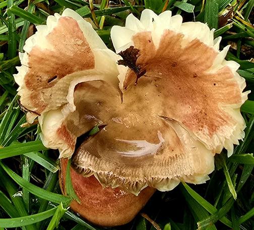 Light brown and white fringed brittlegill mushroom on grass background.