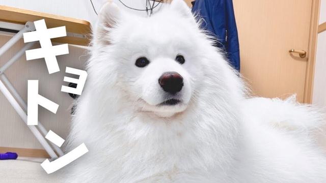 サモエドがお尻の毛を剃られた日
