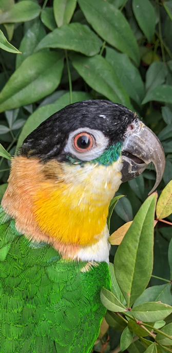 a close-up of the parrot Nemo's head, seen in profile, green leaves on the background