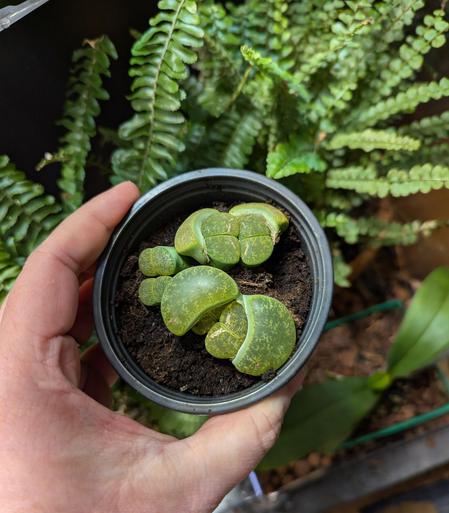 a small pot with three lithops in the process of splitting.