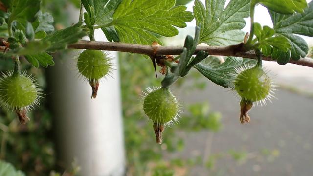 Young gooseberries starting to grow next to a lamp post on rough ground next to a busy road