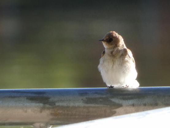 Photo of a very small, round-headed, and fluffy bird with soft, rich sepia coloring at the face and wings and pale, creamy white feathering fluffed up like a handful of gathered tulle skirts. The little bird, a Northern rough-winged swallow, is perched for the moment on a silver railing overlooking the swift (no pun intended), glowy, bottle-green river. The early morning sun is flaring across the scene, casting the body of the swallow in a fierce glow like white flame that licks across the lower railing as well and brings the sepia of eir cheeks to a gentle blush.