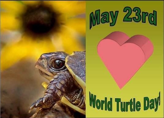 A graphic made for World Turtle Day, annually on May 23rd. The image shows a front half profile of a cute tiny turtle on one side. The one eye we can see is dark brown and seems to be staring into our souls. The other has a pink 3D heart on a green background with a caption saying "May 23rd - World Turtle Day"