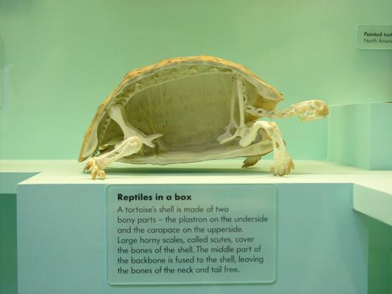 It's a cutaway photo of an unknown species of tortoise that clearly shows that turtles aren't "in" their shells — they ARE their shells. 

The specimen is large and stark, sitting on a white table in a white room, perhaps a museum. It's been vertically bisected, front to back. Along the top of the animal, you can't really see the scutes that make up the beautiful shell we normally see. It's just a thin brown veneer over the white domed skeleton, the carapace. Hanging from nder that, the backbone looks like scaffolding. At two points, one in front and one at the back of the animal, are "arm" and "leg" bones attached to the dome on one end and have feet on the other, hinged at the "elbow" and "knee" just above the boney underside of the animal, called the plastron. The tortoise walked on its toes, differentiating it from turtles, which walk on the bottom of their webbed feet. Between the "shoulder blades" there's a long boney neck that looks like heavy duty chain links, in this photo at least. At the end of the neck, the head is egg-shaped. Its mouth is closed and we can see one large eye socket.

Below the specimen, a sign says:

"Reptiles in a box 
"A tortoise’s shell is made of two bony parts - the plastron on the underside and the carapace on the upperside. Large horny scales, called scutes, cover the bones of the shell. The middle part of the backbone is fused to the shell, leaving the bones of the neck and tail free."