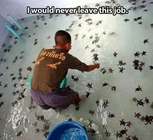 A person stands in a large but shallow indoor pool of water that comes up to about his knees. Behind him is a small blue bucket filled with water, sitting on the pool floor. The man, wearing shorts and a dark t-shirt, is bending over with his right arm in the water — which has hundreds of very small baby turtles swimming in it. They're all just floating around and so sweet looking! They're tiny and cute and they're all around him!   ❤   The caption says "I would never leave this job."