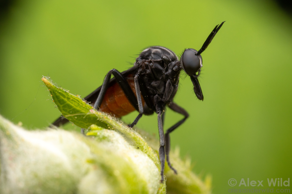 Macro photograph in side view of a large, alert black insect with a red abdomen, a long beak, and antennae that look a bit like rabbit ears, standing in front of an evenly green backdrop.