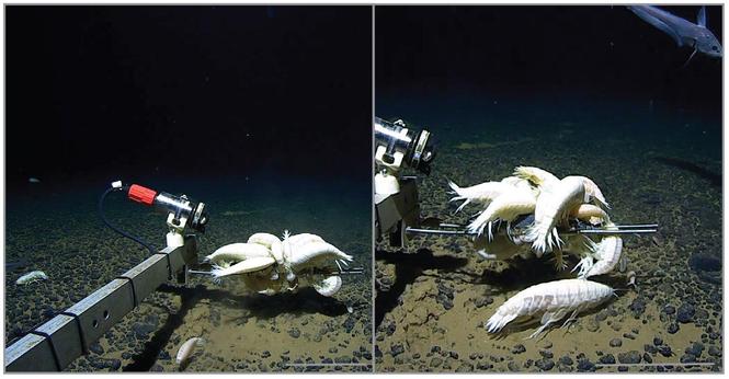 underwater photos of large white shrimp-like animals aggregating around a robotic arm of a submersible on the sea floor
