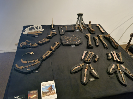 Australovenator holotype at the Age of Dinosaurs