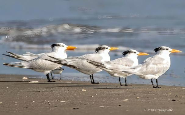 "Five elegant royal terns stand on a stretch of sandy beach, their slender figures poised against the backdrop of a gently rolling sea. Their white plumage contrasts with the black caps adorning their heads, like neatly placed crowns. Their sharp, vivid orange beaks are striking, glowing like embers in the soft daylight. Their wings rest smoothly against their bodies, giving them an air of stillness, as though caught in a moment of contemplation.

The waves behind them churn in quiet rhythm, their foamy edges kissing the shore with a soft whisper. The horizon blurs into a delicate haze, stretching endlessly beyond them. The birds stand in a loose yet deliberate line, unified in their gaze toward the water, as if drawn by some unseen force of the ocean. Whether waiting for a shift in the tide or simply surveying their kingdom, their presence radiates grace and quiet dignity.

The entire scene feels serene, capturing a timeless moment in nature—one of harmony between land, sea, and sky." - Copilot