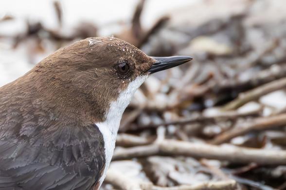 Wasseramsel im Portrait