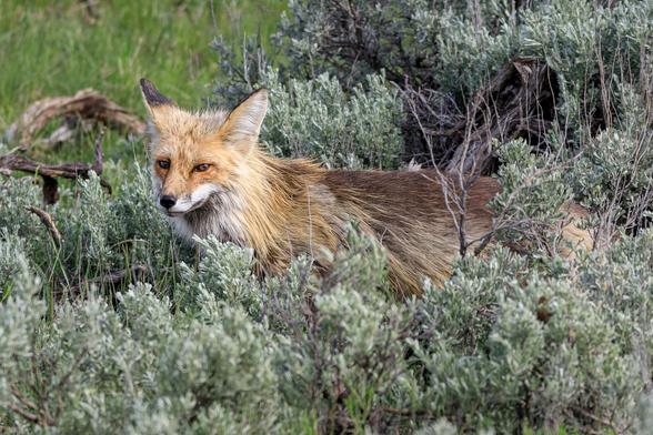 A photo of a red fox (Vulpes vulpes) standing in green sagebrush facing to the right of frame, with its head turned partially toward the camera. Its lower body and tail are hidden by the bushes, and it retains some of its long winter coat giving it a somewhat shaggy appearance.