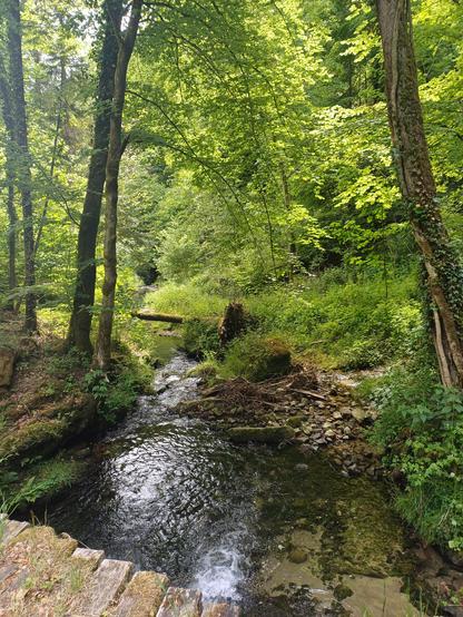Petit ruisseau dans une forêt feullue et pleine de vie, vu d'un pont en bois. Les arbres et les pierres sont couverts de mousse
