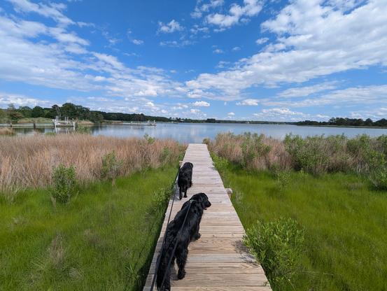 Photo of a calm afternoon on Harris Creek, sky is deep blue and decorated with puffy white clouds. Marsh is a riot of new green growth. Creek water is rippled and reflects sky and clouds.
In the foreground Miles and Jon two black Flat-Coated retrievers stroll down the wood walk in hopes of spotting interesting waterfowl.