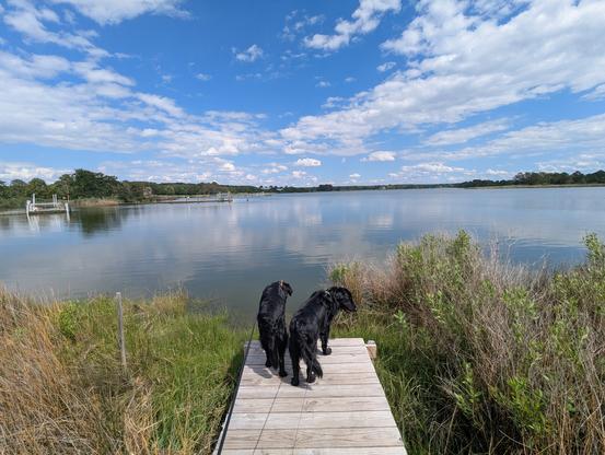 Photo of a calm afternoon on Harris Creek, sky is deep blue and decorated with puffy white clouds. Marsh is a riot of new green growth. Creek water is rippled and reflects sky and clouds.
In the foreground Miles and Jon two black Flat-Coated retrievers stand on the wood walk  looking out for interesting waterfowl.