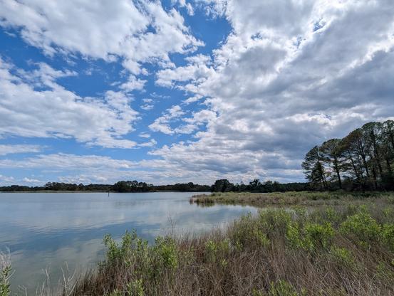 Photo of a calm afternoon on Harris Creek, sky is deep blue and decorated with puffy white clouds. Marsh is a riot of new green growth. Creek water is rippled and reflects sky and clouds.