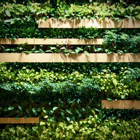 A wall of staggered shelves stacks up high, filled to the brim with bright green foliage and lit by tungsten lamps from above.