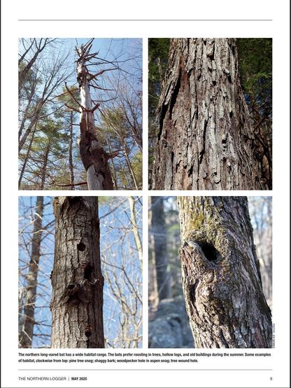 Bat tree habitat