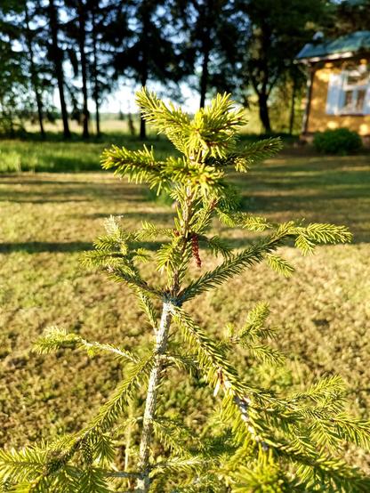 Top of a small spruce tree lit up by evening sun. An area of fresh growth and many new branches at the top.