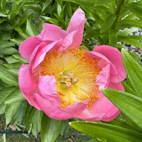 Same, but pink, and the petals are a bit loosely-goosey.