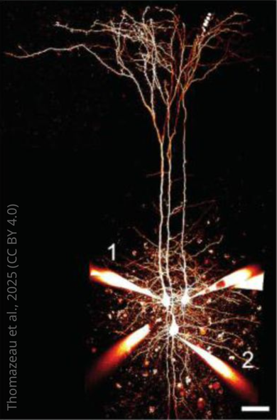 mouse neuron in glowing orange
