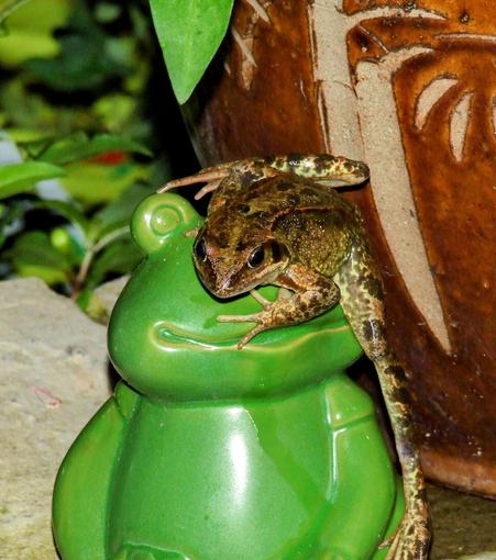 A Rana temporaria frog is climbing up a green porcelain frog ornament. Captured mid-climb, the frog has one rear leg stretched down to the ground below. The leg appears to be twice as long as the frog's body. The frog is dark brown with black markings. Its legs have lighter green patches.