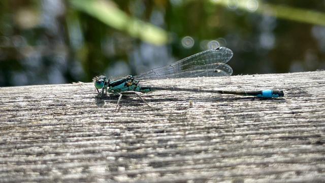 Blue-Tailed Damselfly