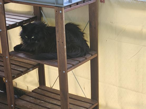 Black long-haired cat "Hope" lying in a wooden shelf on the balcony, looking below the camera.